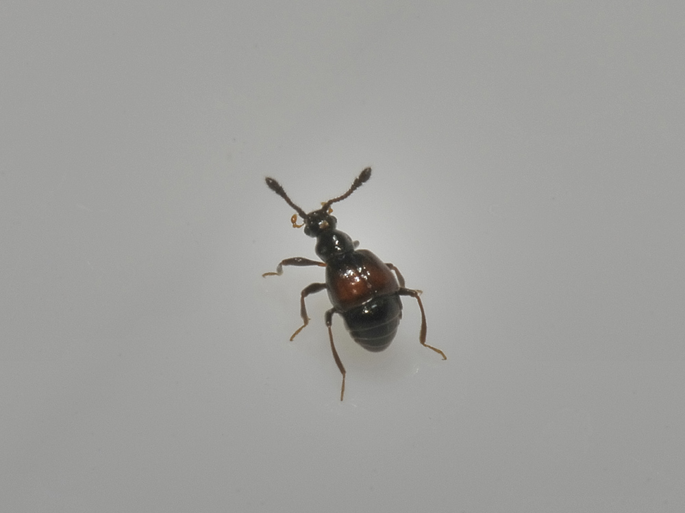 Staphylinidae: cfr. Trissemus sp.